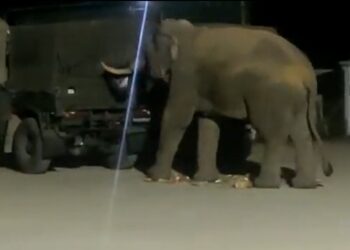 Elephant searches food in Army vehicle