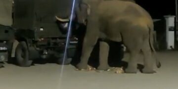 Elephant searches food in Army vehicle