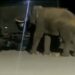 Elephant searches food in Army vehicle