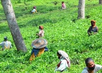 Tripura Tea Auction Centre