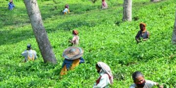 Tripura Tea Auction Centre