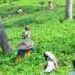 Tripura Tea Auction Centre