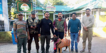 Zobra, the Belgian Malinois