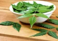 Benefits of Neem