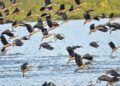Manipur migratory birds