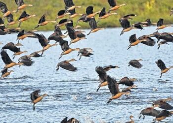 Manipur migratory birds