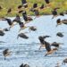 Manipur migratory birds