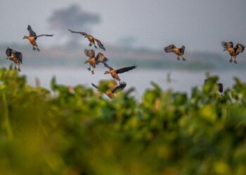 Deepor Beel records over 26,000 birds of 97 species during a recent bird count