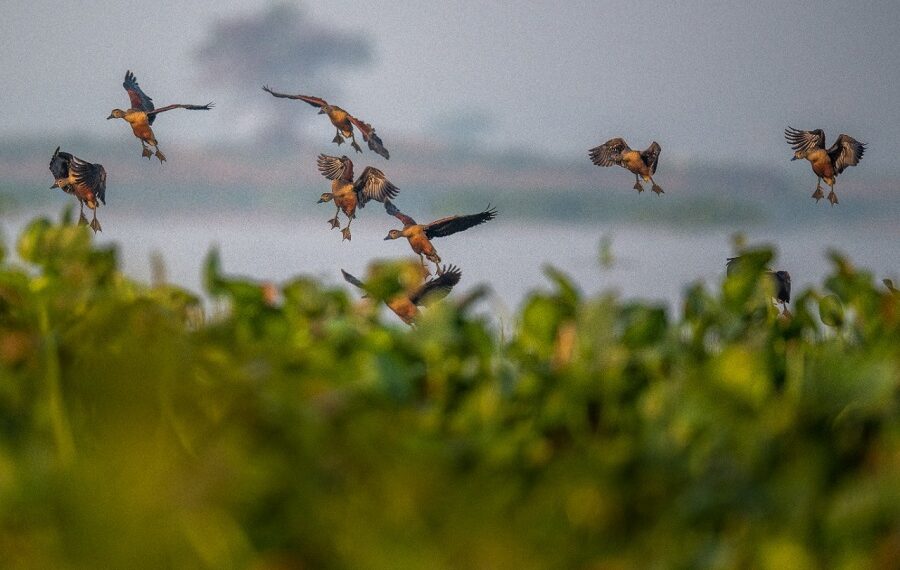 Deepor Beel records over 26,000 birds of 97 species during a recent bird count