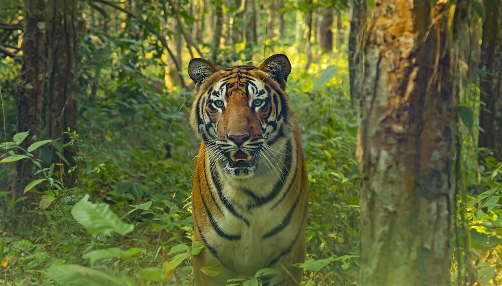 Raimona National Park receives crucial forensic DNA analysis support from Aaranyak