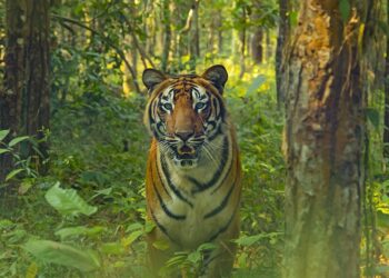 Raimona National Park receives crucial forensic DNA analysis support from Aaranyak