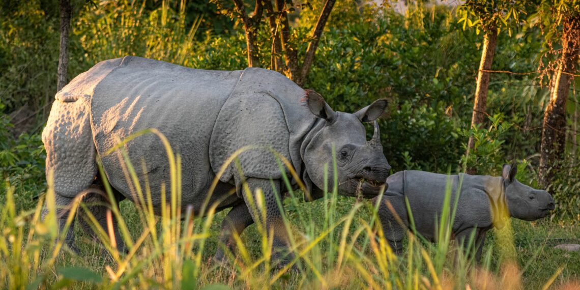 Aaranyak lauds Assam government’s achievement in zero-rhino killing in 2022