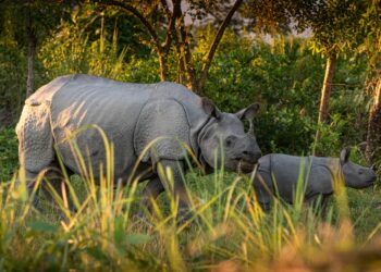 Aaranyak lauds Assam government’s achievement in zero-rhino killing in 2022