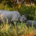 Aaranyak lauds Assam government’s achievement in zero-rhino killing in 2022