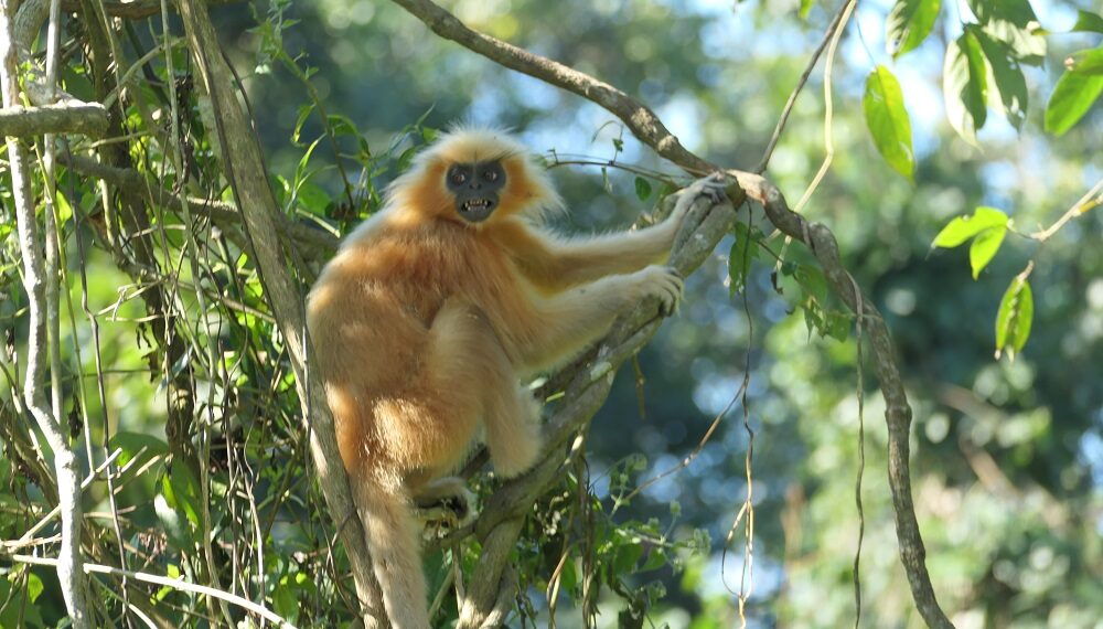 Endangered Golden langur habitat in Assam under threat of high-powered transmission lines, says Aaranyak