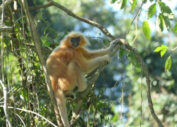 Endangered Golden langur habitat in Assam under threat of high-powered transmission lines, says Aaranyak