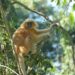 Endangered Golden langur habitat in Assam under threat of high-powered transmission lines, says Aaranyak
