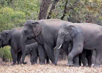 CRAR expresses concern over ‘mysterious transfer’ of 20 elephants from Arunachal Pradesh to Gujarat