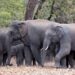 CRAR expresses concern over ‘mysterious transfer’ of 20 elephants from Arunachal Pradesh to Gujarat