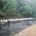 RSS Rally in Shillong