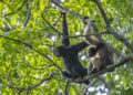 Aaranyak launches Hoolock Gibbon conservation campaign in Arunachal Pradesh