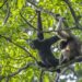 Aaranyak launches Hoolock Gibbon conservation campaign in Arunachal Pradesh
