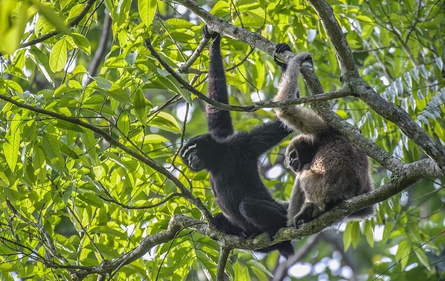 Aaranyak launches Hoolock Gibbon conservation campaign in Arunachal Pradesh