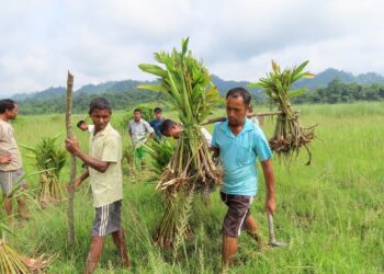 Elephant habitat restoration efforts are afoot in Assam’s Rowta Forest Reserve