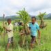Elephant habitat restoration efforts are afoot in Assam’s Rowta Forest Reserve