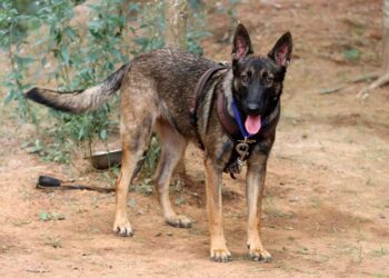 Sheela, the K9 defender of wildlife, takes her final bow at Pobitora Sanctuary