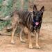 Sheela, the K9 defender of wildlife, takes her final bow at Pobitora Sanctuary