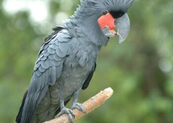 Rescue of six exotic birds from Assam’s Cachar highlights wildlife smuggling concerns in NE