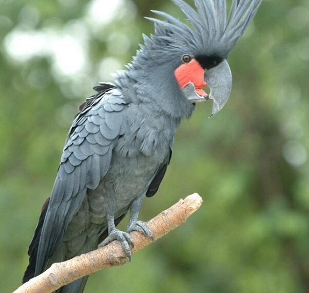 Rescue of six exotic birds from Assam’s Cachar highlights wildlife smuggling concerns in NE