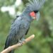Rescue of six exotic birds from Assam’s Cachar highlights wildlife smuggling concerns in NE