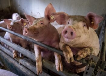 Swine Flu confirmed in Nagaland’s Kohima; district admin issues measures