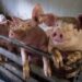 Swine Flu confirmed in Nagaland’s Kohima; district admin issues measures