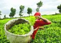 Assam tea garden workers union calls for protest on August 11; seeks wage hike, ST status
