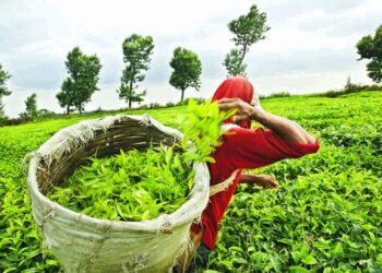 Assam tea garden workers union calls for protest on August 11; seeks wage hike, ST status