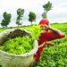 Assam tea garden workers union calls for protest on August 11; seeks wage hike, ST status