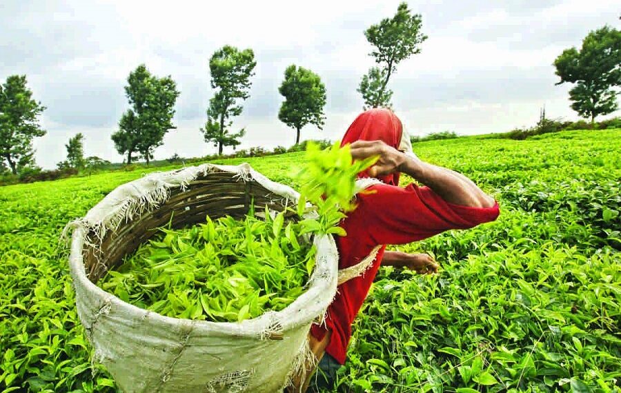 Assam tea garden workers union calls for protest on August 11; seeks wage hike, ST status