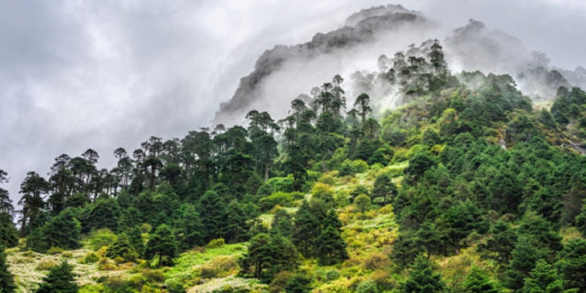 Arunachal afforests over 16,500 hectares of land in 2022-23