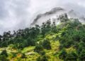 Arunachal afforests over 16,500 hectares of land in 2022-23