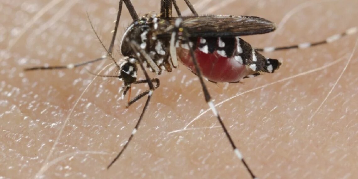 Nagaland’s Dimapur, Chümoukedima report 227 dengue cases