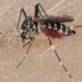 Nagaland’s Dimapur, Chümoukedima report 227 dengue cases