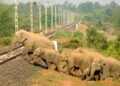 NFR to deploy AI-surveillance to prevent train-elephant collision in Northeast