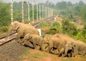 NFR to deploy AI-surveillance to prevent train-elephant collision in Northeast