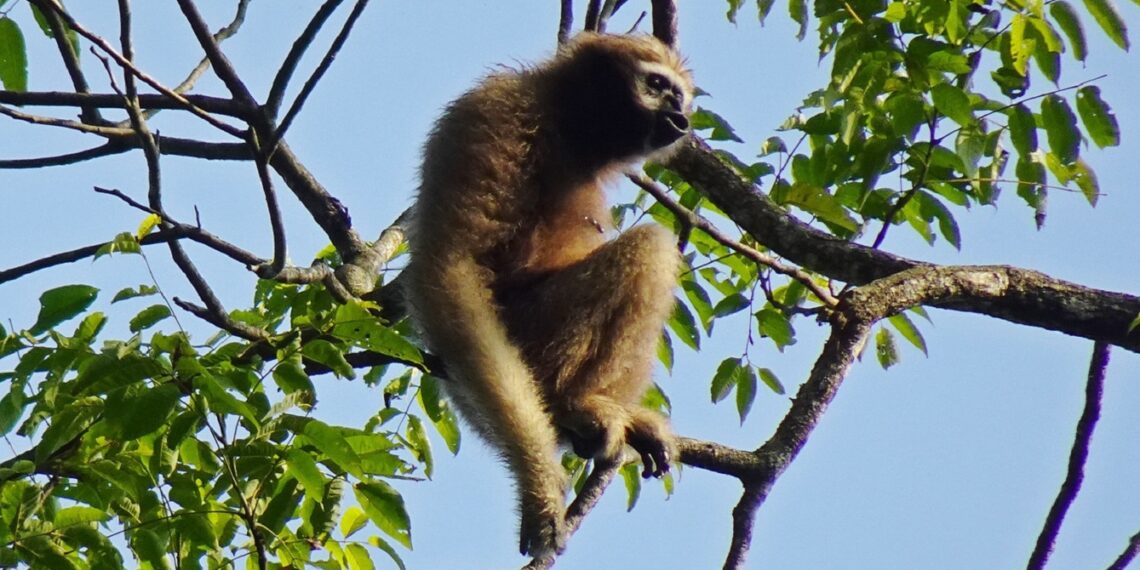Coffee brand partners with tribes for gibbon conservation in Meghalaya