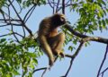 Coffee brand partners with tribes for gibbon conservation in Meghalaya