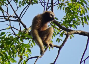 Coffee brand partners with tribes for gibbon conservation in Meghalaya