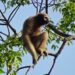 Coffee brand partners with tribes for gibbon conservation in Meghalaya